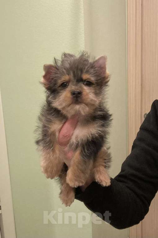 Собаки в Москве: Крупный йорк мраморный мальчик весёлый Мальчик, 50 000 руб. - фото 6