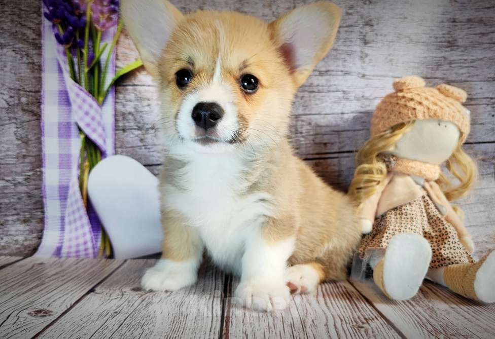 Собаки в Москве: Мальчик Джеймс Бонд Мальчик, 45 000 руб. - фото 2