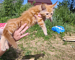 Кошки в Москве: Котенок мейн-кун Девочка, Бесплатно - фото 3