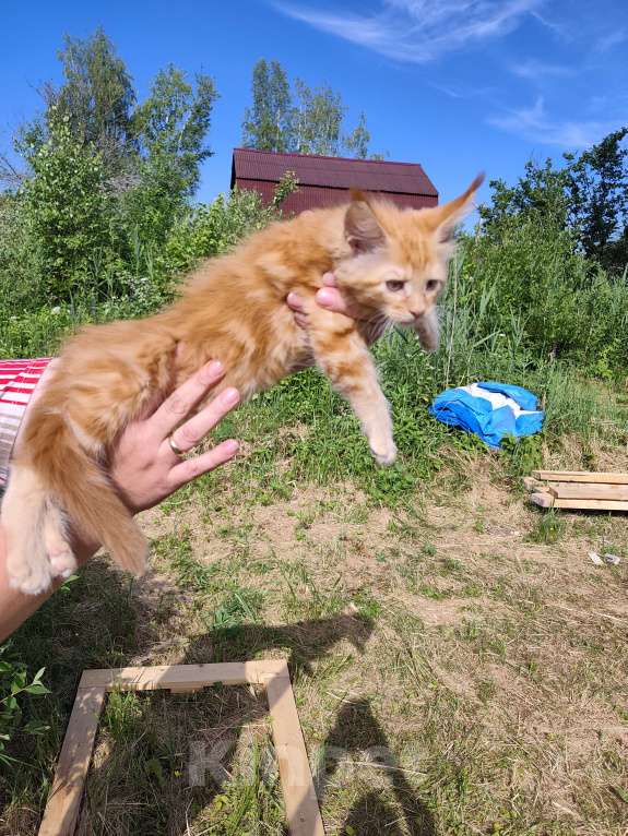 Кошки в Москве: Котенок мейн-кун Девочка, Бесплатно - фото 3