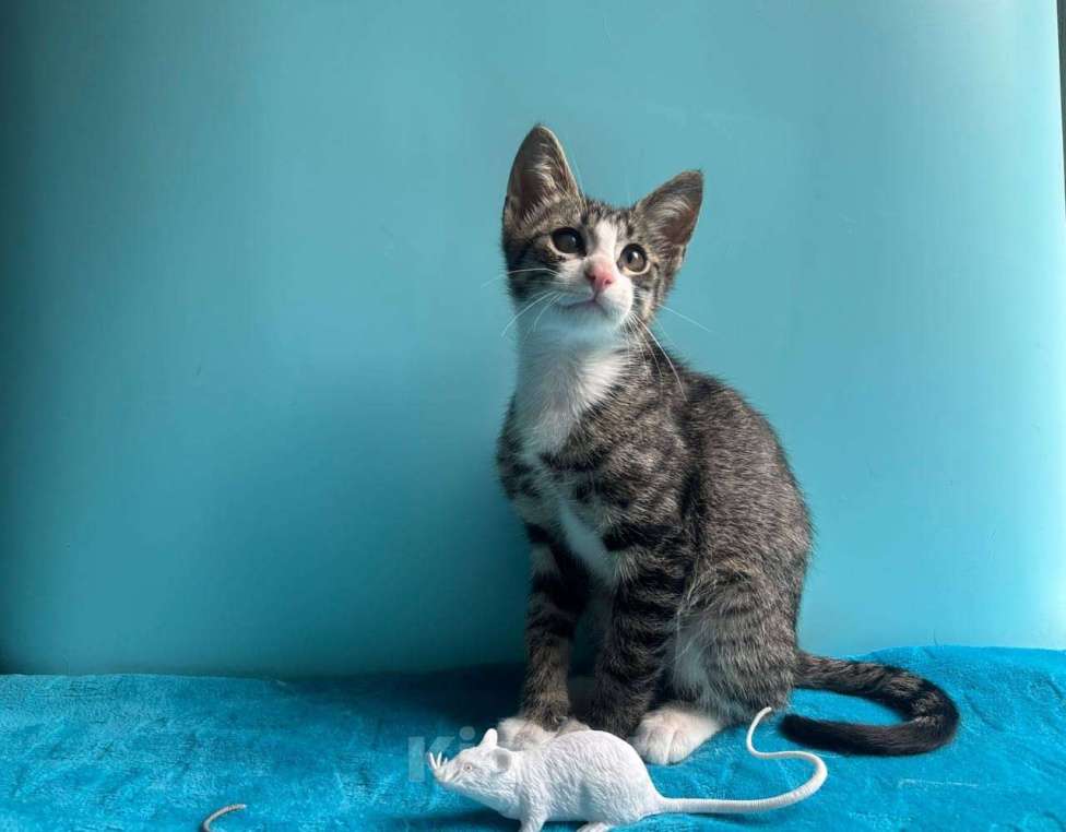 Кошки в Санкт-Петербурге: Очень эмоциональный котёнок Мальчик, Бесплатно - фото 4