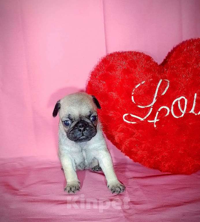 Собаки в Краснодаре: Очаровательные мопсята Девочка, 40 000 руб. - фото 6