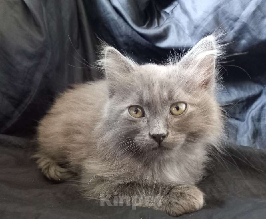 Кошки в Москве: ( Салават )  Домашний  котик  –  в  дружную  семью Мальчик, 200 руб. - фото 5