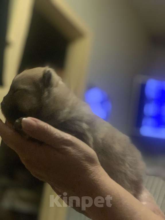 Собаки в Воронеже: Мальчик шпиц. Крем-соболь. Мальчик, 20 000 руб. - фото 4