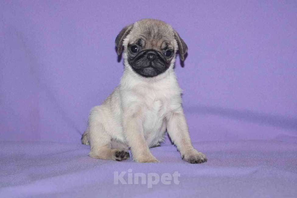 Собаки в Екатеринбурге: Мопс девочка красоточка Девочка, 35 000 руб. - фото 1