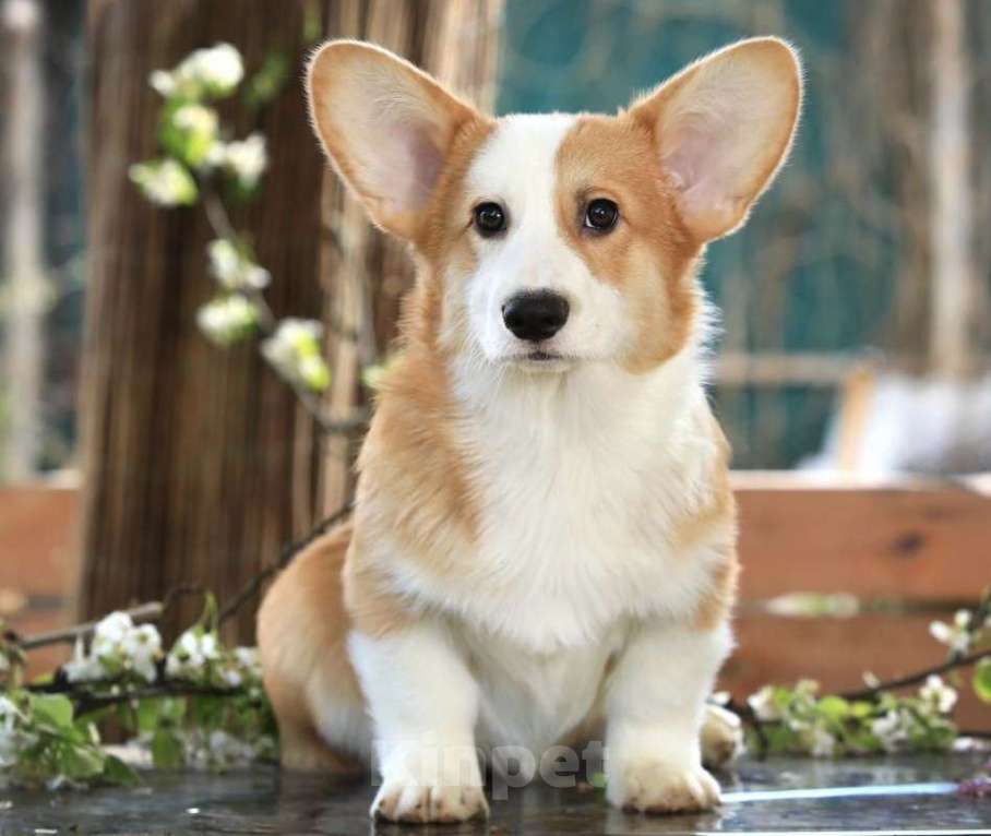 Собаки в Москве: Вельш корги пемброк РКФ ШОУ-АЛАСС  Мальчик, 100 000 руб. - фото 1