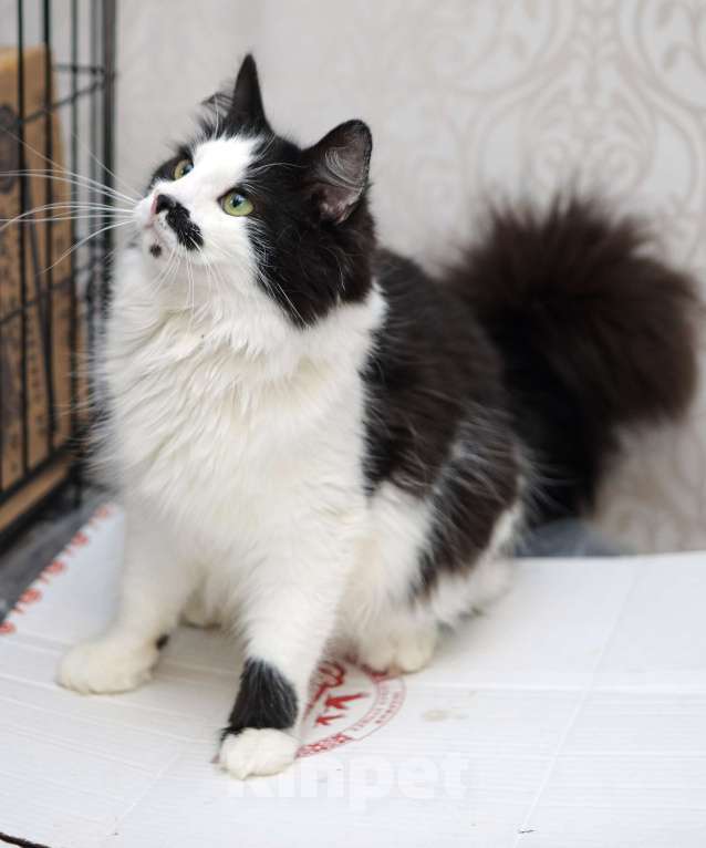 Кошки в Санкт-Петербурге: Обалденные красавцы братики Мальчик, 100 руб. - фото 1