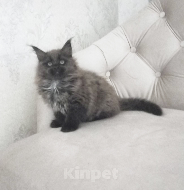 Кошки в Москве: Мейн-кун котёнок Девочка, 55 000 руб. - фото 3