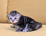 Кошки в Зеленограде: Сибирский котёнок  Девочка, 70 000 руб. - фото 2