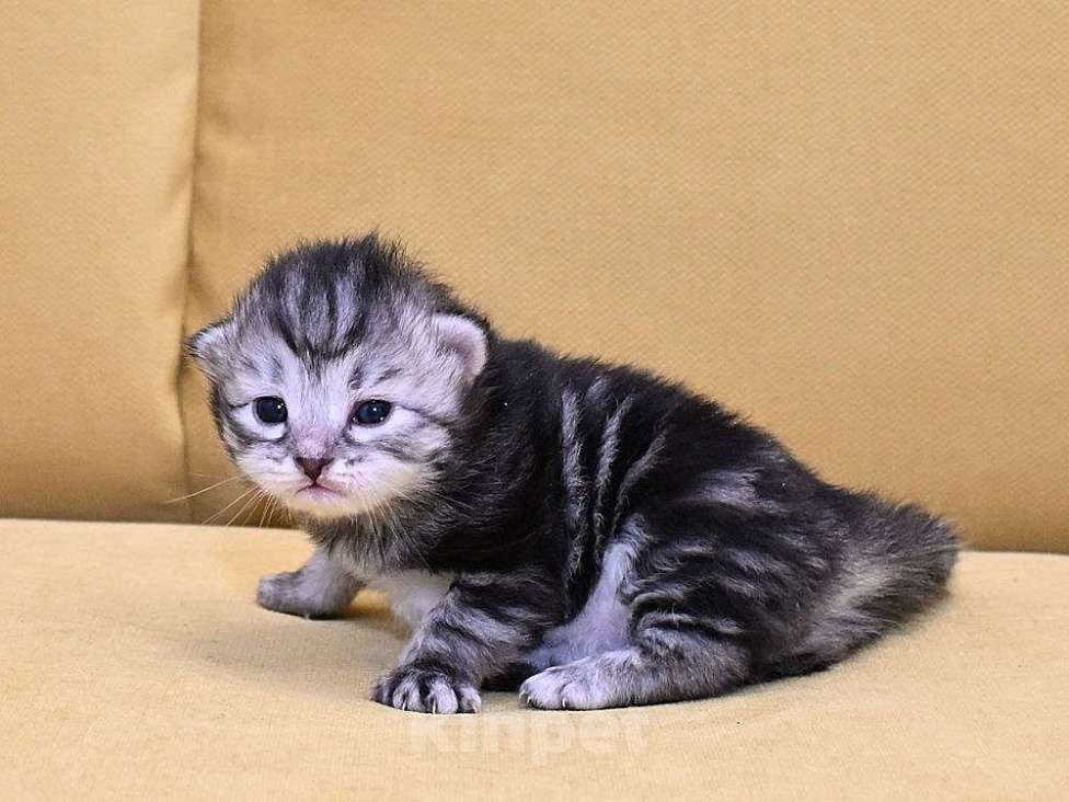 Кошки в Зеленограде: Сибирский котёнок  Девочка, 70 000 руб. - фото 2