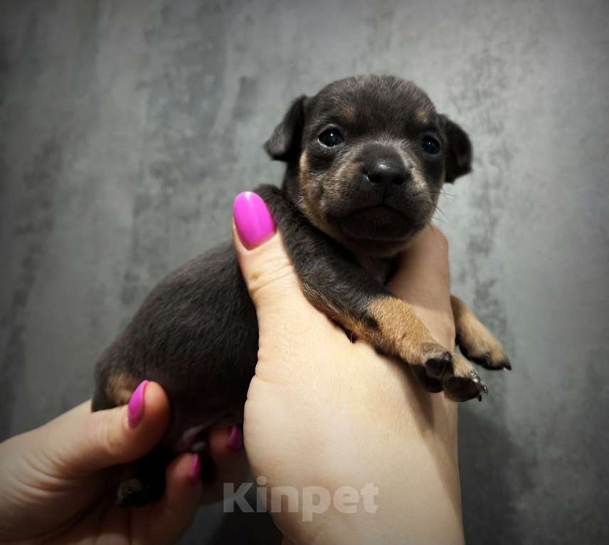 Собаки в Санкт-Петербурге: Щенок русского тоя Мальчик, 50 000 руб. - фото 1