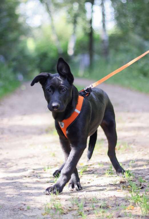 Собаки в Подольске: Щенок 5 месяцев Хлоя в добрые руки  Девочка, Бесплатно - фото 3