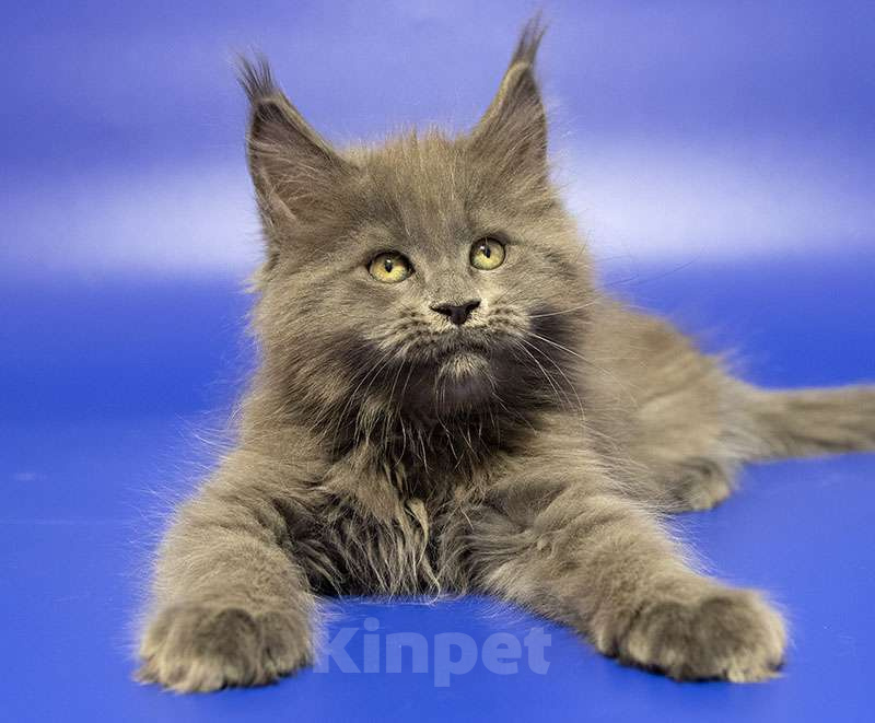 Кошки в Москве: Мейн кун котенок Мальчик, Бесплатно - фото 4