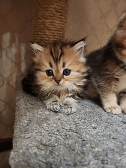 Шотландские  котята 