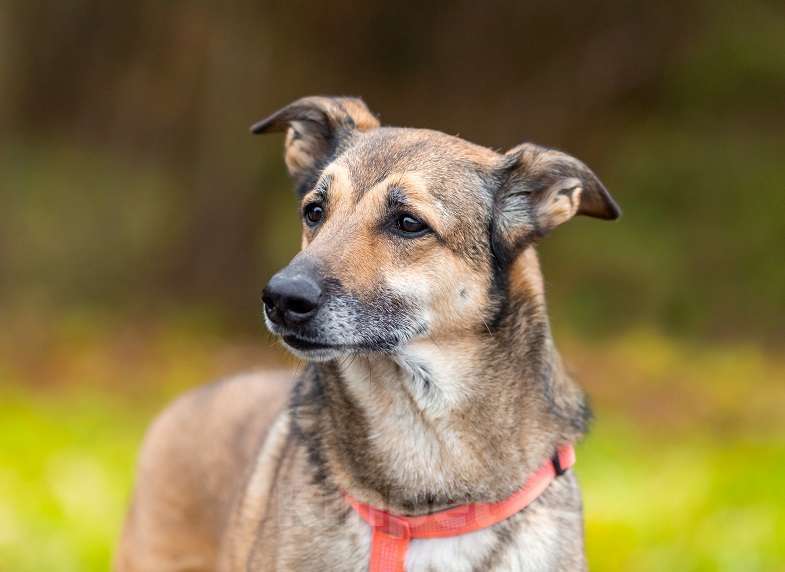 Собаки в Москве: Джой Мальчик, Бесплатно - фото 6