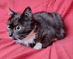 Кошки в Санкт-Петербурге: Два маленьких котенка мальчик и девочка ищут дом  Мальчик, 10 руб. - фото 6