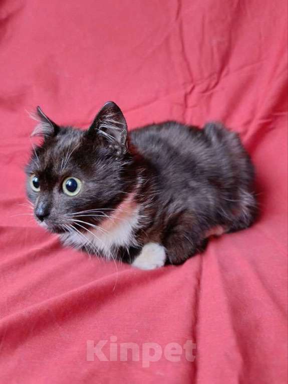 Кошки в Санкт-Петербурге: Два маленьких котенка мальчик и девочка ищут дом  Мальчик, 10 руб. - фото 6