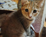Кошки в Ярославле: Котенок (девочка) 2-3 месяца Девочка, Бесплатно - фото 4