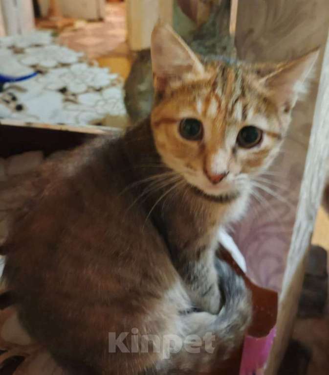 Кошки в Ярославле: Котенок (девочка) 2-3 месяца Девочка, Бесплатно - фото 4