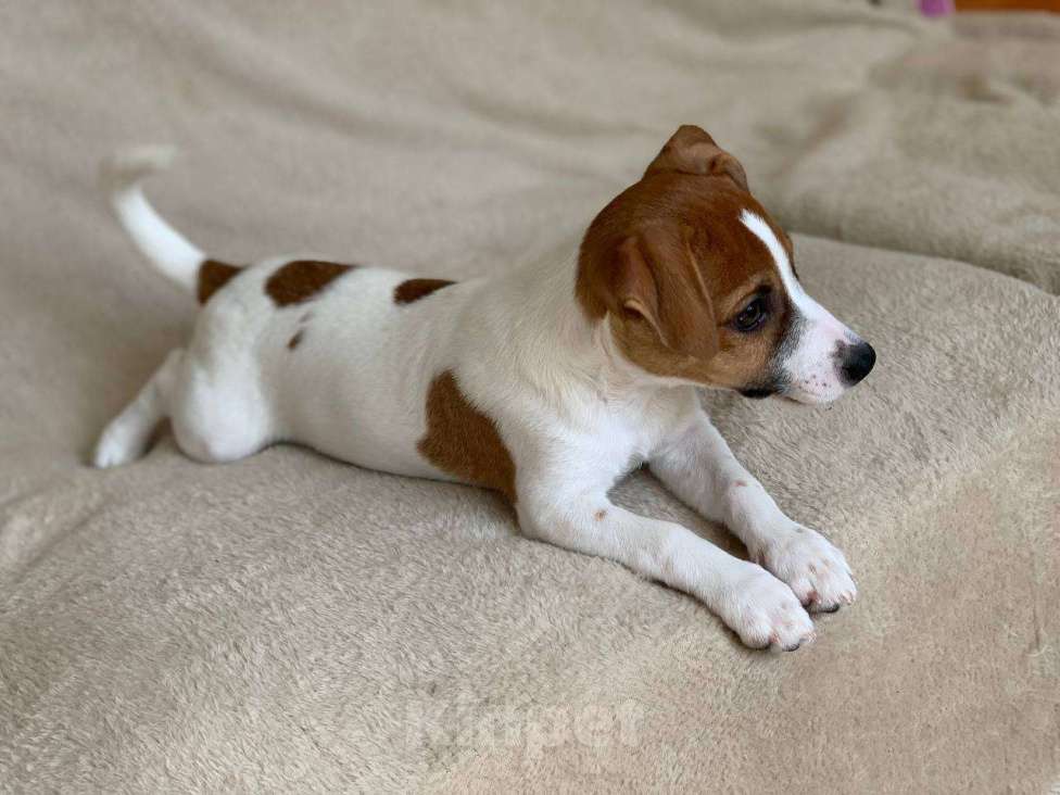 Собаки в Москве: Джек рассел терьер щенок девочка Девочка, 55 000 руб. - фото 4