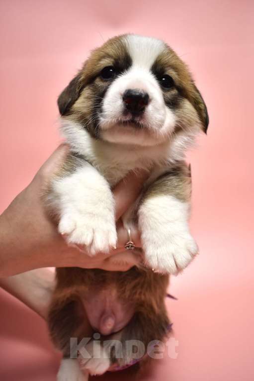 Собаки в Москве: Щенки вельш корги кардиган Девочка, Бесплатно - фото 1