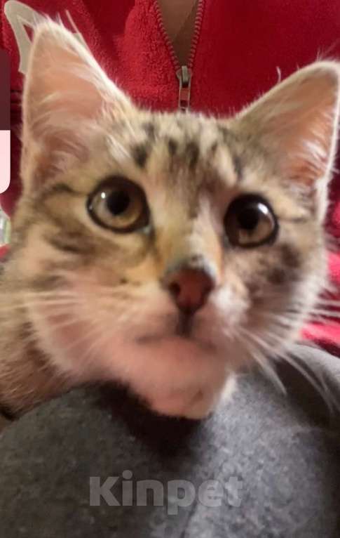 Кошки в Москве: Это Салинка! Чудесная нежная девочка! Девочка, Бесплатно - фото 2