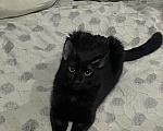 Кошки в Ставрополе: Котика в добрые руки , которые знают что делать Мальчик, Бесплатно - фото 3
