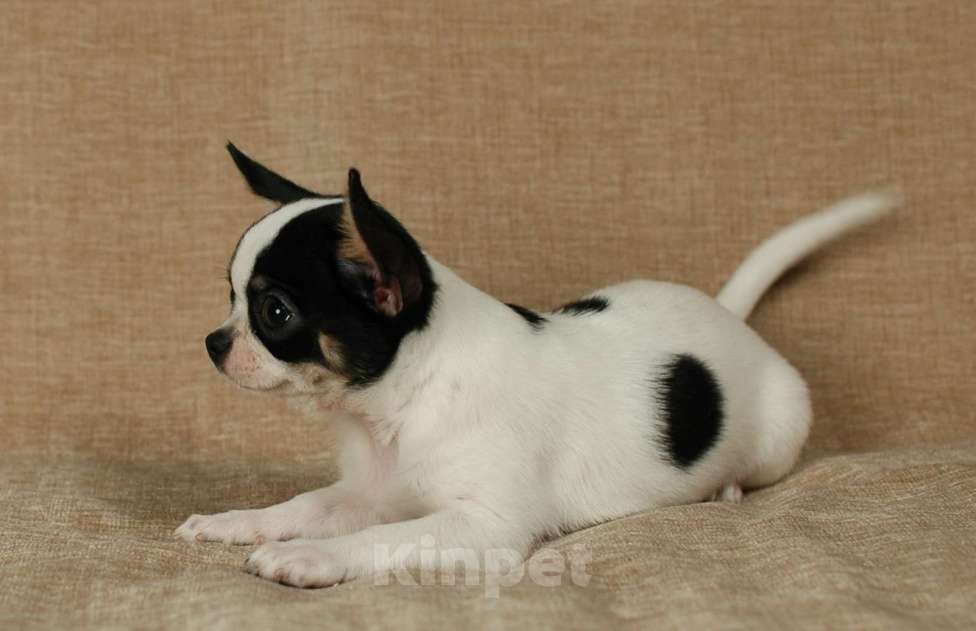 Собаки в Москве: Чихуахуа мальчишка Мальчик, 20 000 руб. - фото 3