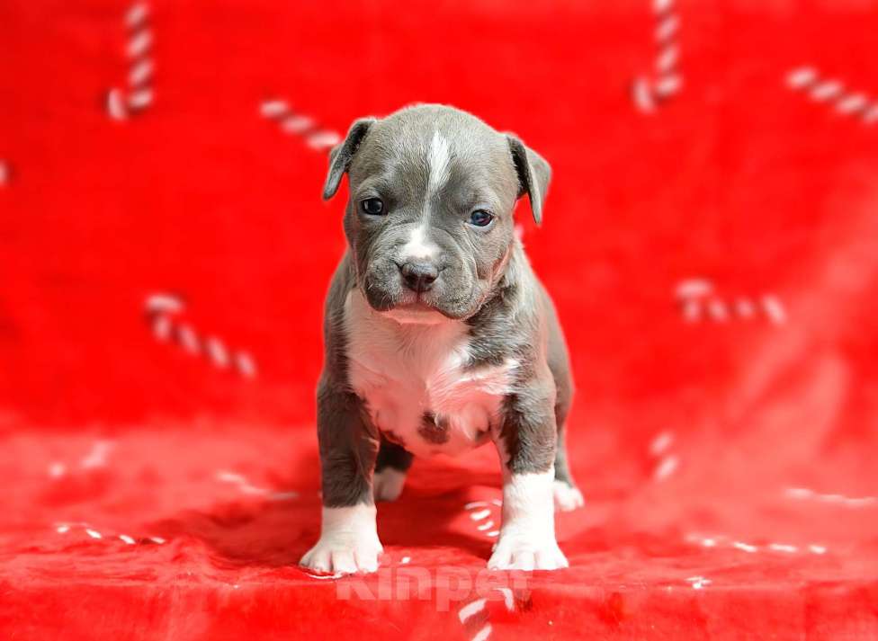 Собаки в Москве: Прекрасная голубая детка амстафф Девочка, 120 000 руб. - фото 4