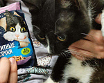 Кошки в Новосибирске: Отдадим котика подростка  Мальчик, Бесплатно - фото 3