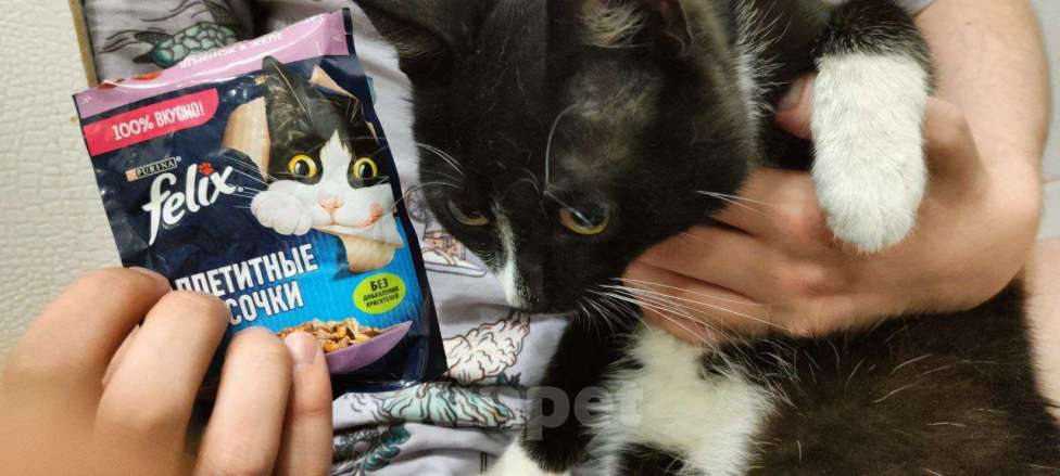 Кошки в Новосибирске: Отдадим котика подростка  Мальчик, Бесплатно - фото 3