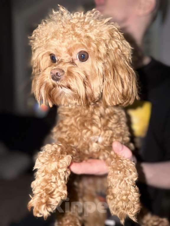 Собаки в Москве: Мальтипу Корея f1 Мальчик, 65 000 руб. - фото 1