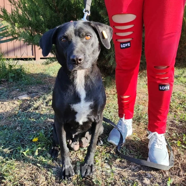 Собаки в Москве: Спасите Бусинку! Девочка, Бесплатно - фото 5