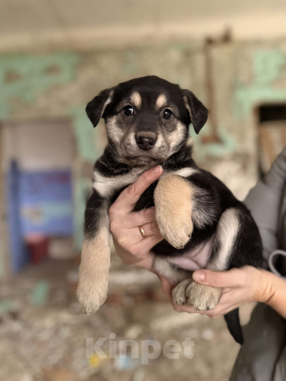 Собаки в Москве: Красивые щенки 2 мес в дар! Дайте шанс стать домашними! Девочка, Бесплатно - фото 4