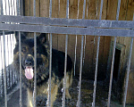 Собаки в Шахте: Вязка, 1 руб. - фото 3