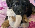 Собаки в Люберцах: Красивая , породистый щенок с родословной Девочка, 40 000 руб. - фото 1