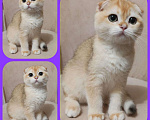 Кошки в Калуге: Котята фолд и страйт Мальчик, Бесплатно - фото 2