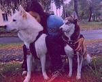 Собаки в Екатеринбурге: отдам в хорошие руки 2 хаски Девочка, Бесплатно - фото 2