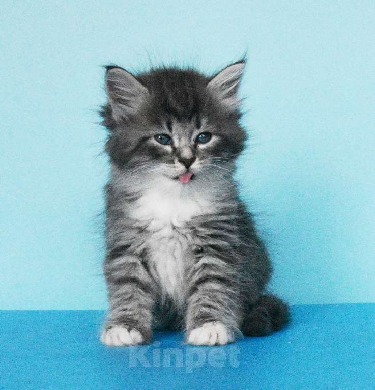 Кошки в Москве: Сибирские котята Мальчик, Бесплатно - фото 6