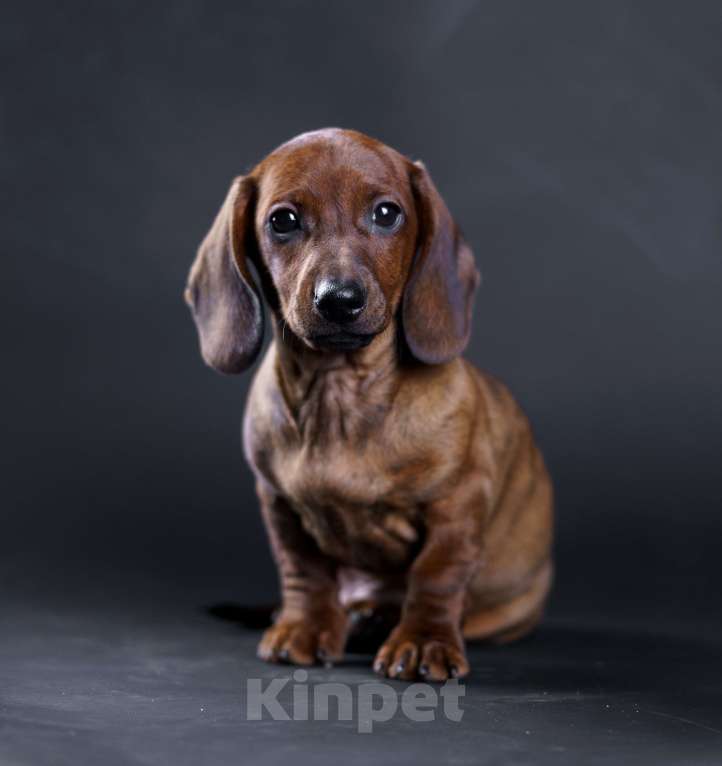 Собаки в Жуковском: Такса миниатюрная гладкошерстная Мальчик, 50 000 руб. - фото 1