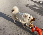 Собаки в Уфе: Потерялась собака в районе Телецентра Мальчик, Бесплатно - фото 2