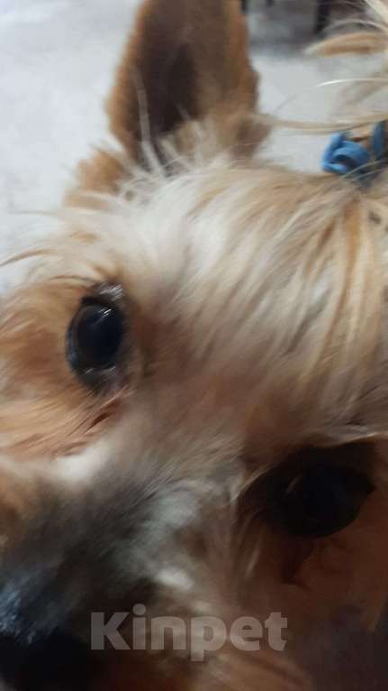 Собаки в Геленджике: Найдена девочка йорк, ждет свою хозяйку Девочка, Бесплатно - фото 2