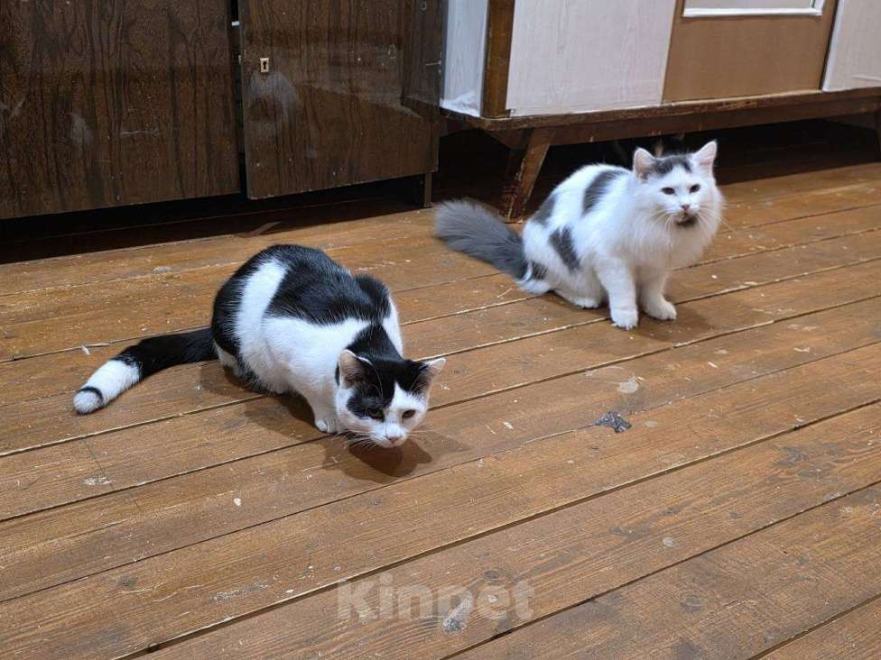 Кошки в Люберцах: Ищут дом очаровательные котятки Девочка, Бесплатно - фото 5