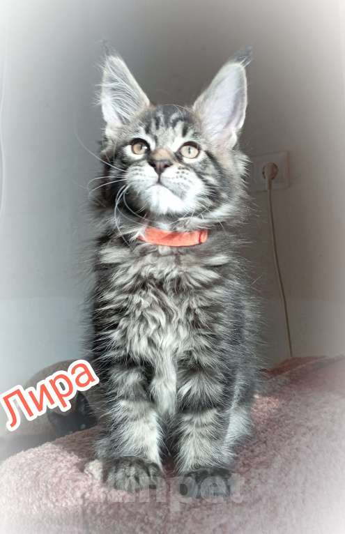 Кошки в Севастополе: котенок мейн-кун Девочка, 35 000 руб. - фото 1