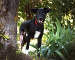 Собаки в Мытищах: Очаровательный Чаплин ищет дом  Мальчик, Бесплатно - фото 5