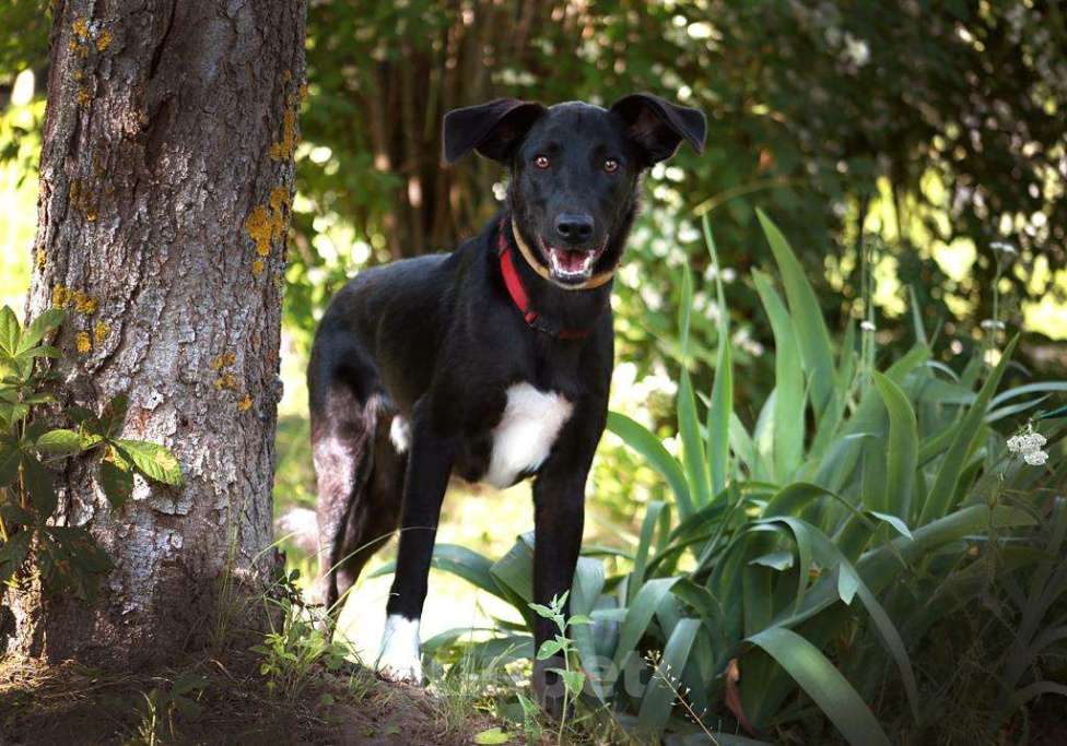 Собаки в Мытищах: Очаровательный Чаплин ищет дом  Мальчик, Бесплатно - фото 5