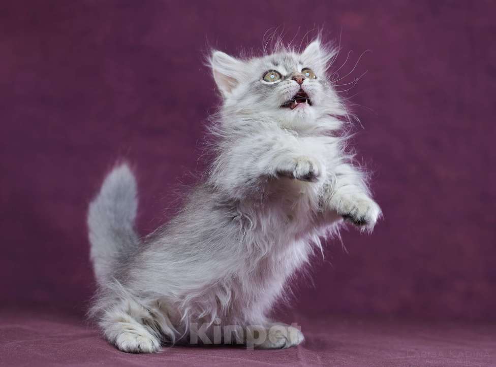 Кошки в Барнауле: Кошечка Юлиана💖 Девочка, Бесплатно - фото 4