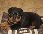 Собаки в Екатеринбурге: Щенки ротвейлера Девочка, 60 000 руб. - фото 2