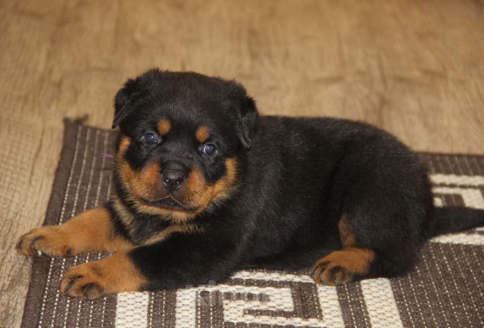 Собаки в Екатеринбурге: Щенки ротвейлера Девочка, 60 000 руб. - фото 2