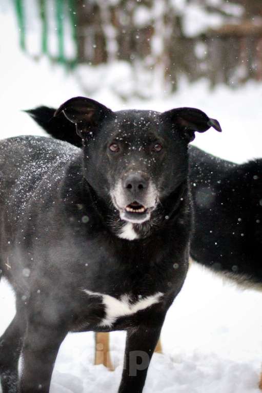 Собаки в Москве: Челси Девочка, Бесплатно - фото 6